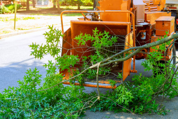 Best Tree Mulching  in Chlicothe, IL