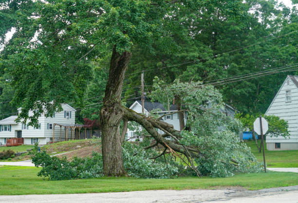 How Our Tree Care Process Works  in  Chillicothe, IL